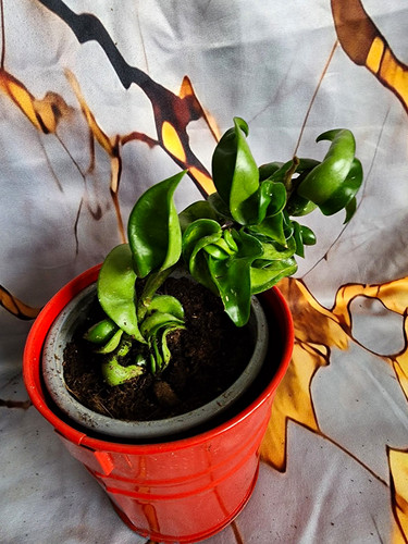 Hoya compacta - hoya,