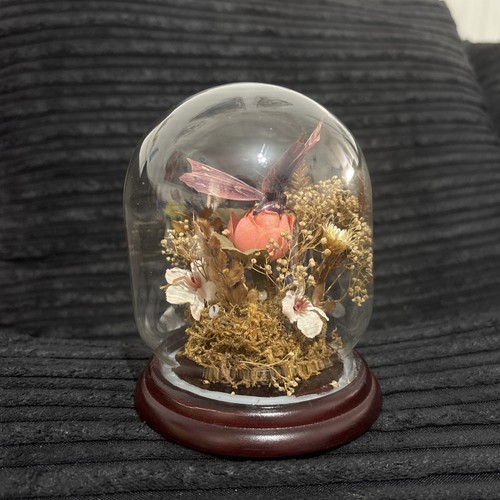 Vintage 1970 taxidermy - 1970's,