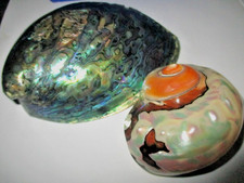 Paua Shell New Zealand Boxed
