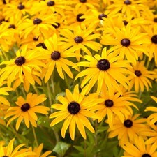 Rudbeckia goldsturm - rudbeckia, 'goldsturm'