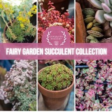 Succulent Fairy Garden –