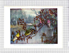 9542) LESSER REDPOLL  A W