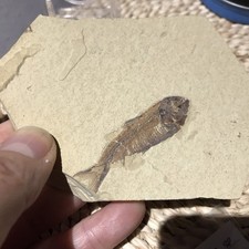 Gosiutichthys Fossil Fish -