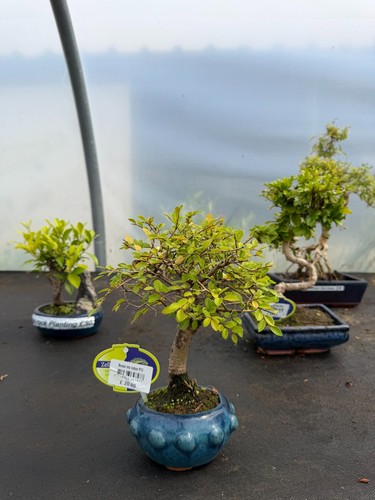 Chinese elm broom - broom, style