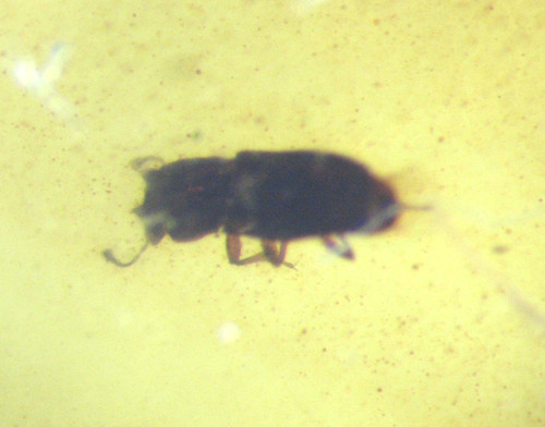 Cretaceous amber fossil - cretaceous, w/
