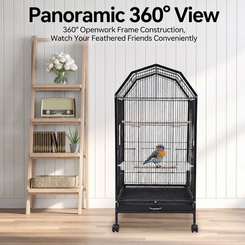 Black iron parakeet - parakeet, bird