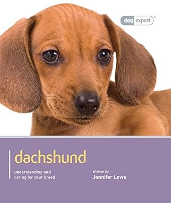 Dachshund dog expert - dachshund,