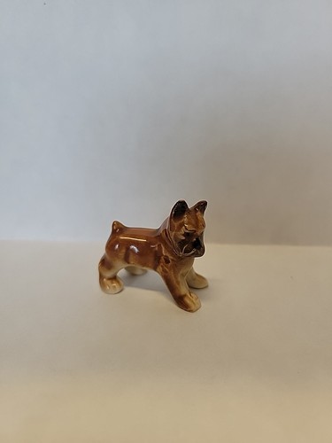 Cute vintage boxer dog