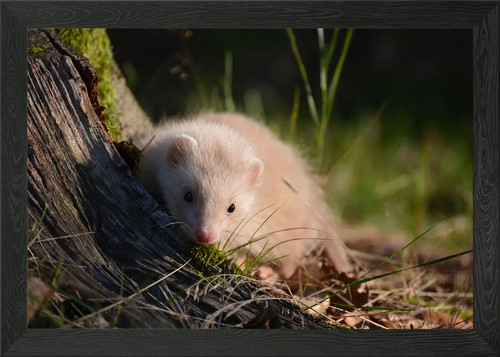 Ferret nature framed wall - in,