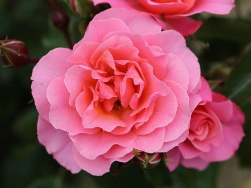 Pre order anne rose pink - -, anne's
