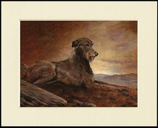 IRISH WOLFHOUND ON A HILLSIDE