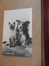 Postcard Animals Shetland Collie and Siamese Cat RPPC unposted  xc4