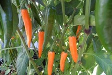 Chilli Pepper, 'Orange Thai' 3 Seeds. Very Hot Chilli. 1st Class UK Delivery.