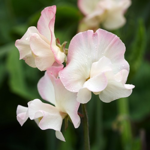 Flower sweet pea - flower,