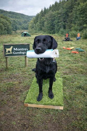 Dog training place - training,
