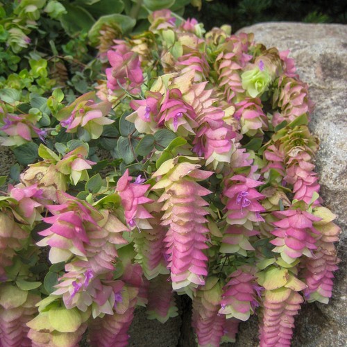 Origanum kent beauty - kent, hanging