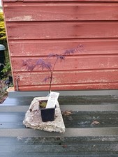 Acer palmatum dissectum Mischa