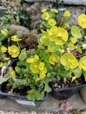 3 x Euphorbia Amygdaloides
