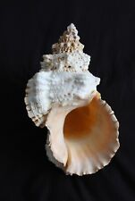 Giant 'Frog' seashell