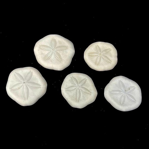 3cm sand dollars - 5,