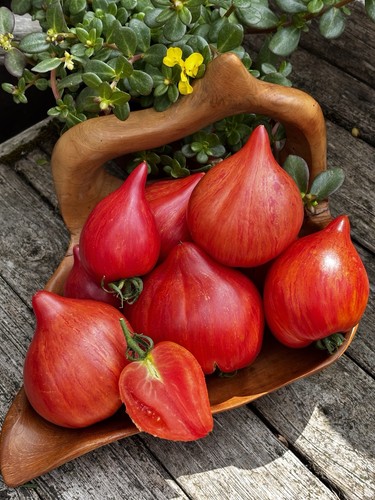 Rare tomato variety tree - tomato, of