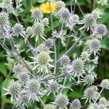 6 Eryngium Silver Salentino Sea Holly Hardy  Perennial Plug Plants
