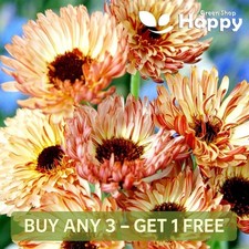 POT MARIGOLD - SUNSET BUFF 1g