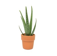 Aloe vera plants - x,