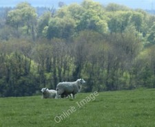Photo 6x4 2010 : Sheep on