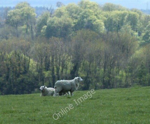 Photo 6x4 2010 sheep - photo, :