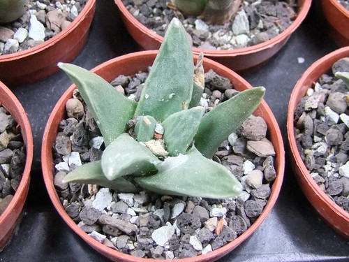 Ariocarpus retusus
