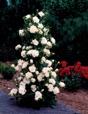 Climbing Rose Shrub Flower