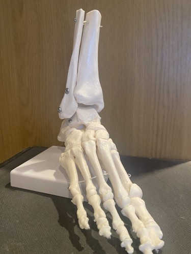 66fit anatomical foot - anatomical,