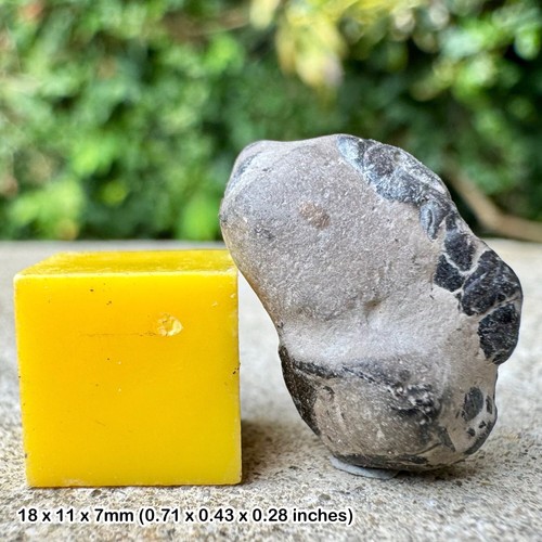 Genuine fossil crab fragment - ,
