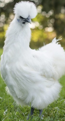 White silkie hatching eggs - silkie,