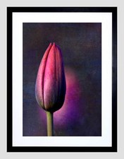 PURPLE TULIP BUD FLOWER PINK BLACK FRAME FRAMED ART PRINT PICTURE MOUNT B12X8189
