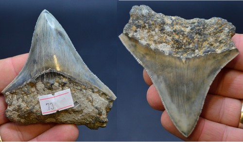Sale best value - sale..best, megalodon