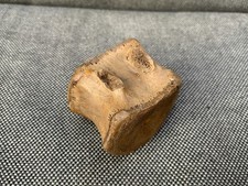 Edmontosaurus sp Dinosaur