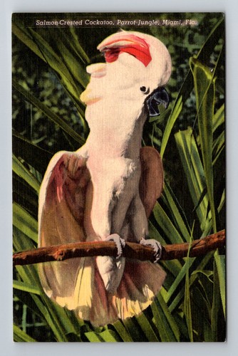Miami florida salmon - miami,,