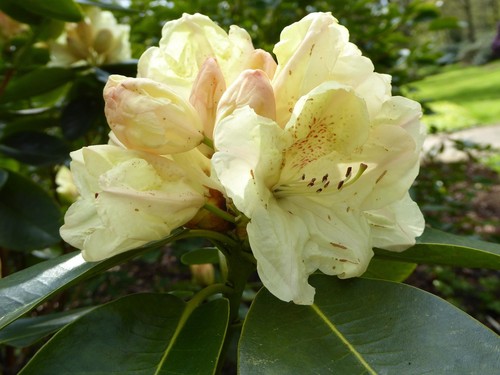 Capistrano rhododendron plant - capistrano,