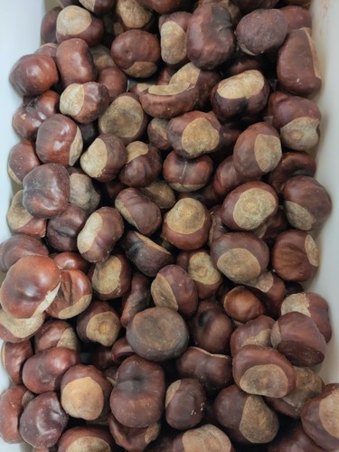 Year old dry aged conkers - 1,