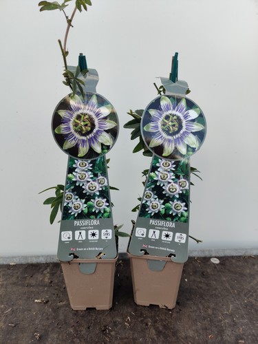 Passion flower caerulea 9cm - flower,