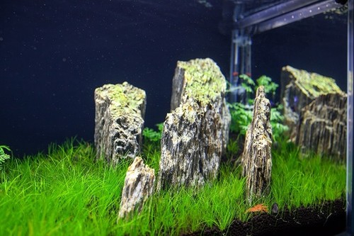 Aquarium wood stone - aquarium, fish