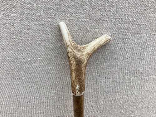 Red deer antler - antler, walking