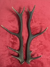 PAIR OF RED DEER ANTLERS 517g
