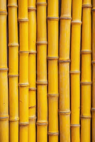 Seeds yellow bamboo fresh - 50,