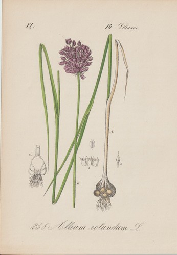 Round leek - (allium, rotundum)