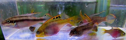 Breeding pair red - f2,
