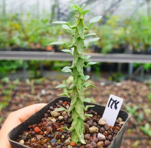 Sale rare cacti plant - rare,