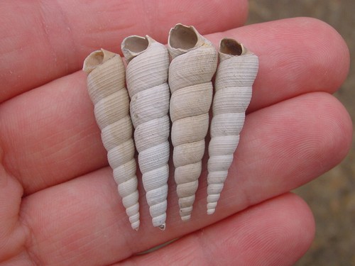Bartonian eocene haustator - 4,